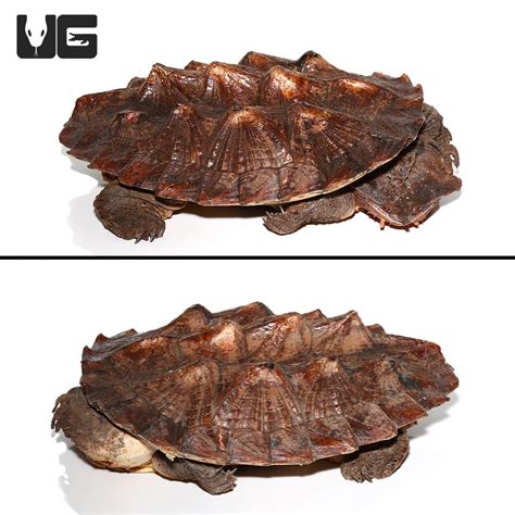 Adult Mata Mata Turtle (Chelus fimbriata) For Sale - Underground Reptiles