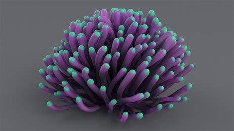 Euphyllia coral 3D model - TurboSquid 1478416