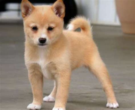 18 Loving Shiba Inu Mixes – The Best Shiba Mix Guide - The Dogman