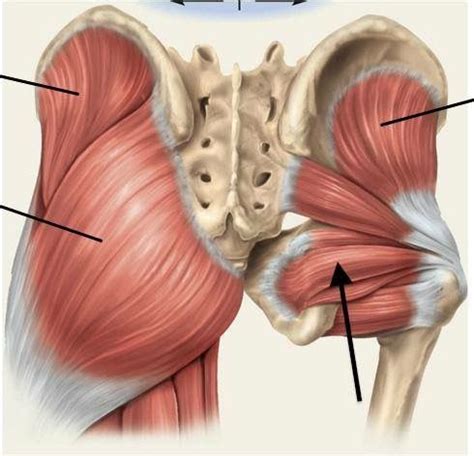 The Deep Six, Turnout and Pilates | Flexores de cadera, Músculos de los glúteos, Anatomía del ...