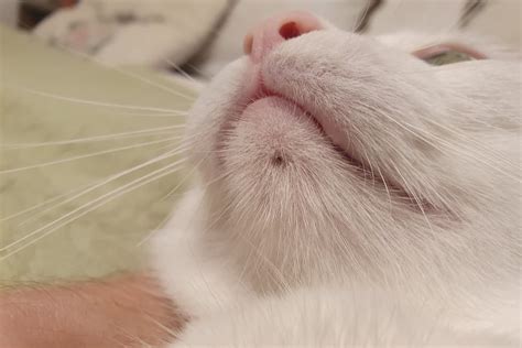 Cat Chin Acne: Why it Happens and How to Help | Great Pet Care