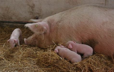 Landrace Pig – A Good Pig Breed For Commercial Farming – FarmerDB