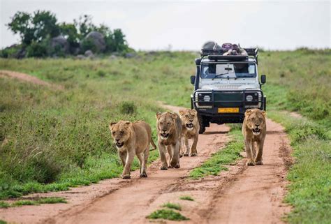 Safari au Kenya : tous mes conseils et infos pour un safari réussi