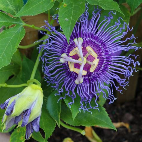 Passion Flower Maypop – Easy To Grow Bulbs Hardy to zone 6! | Easy to grow bulbs, Passion flower ...