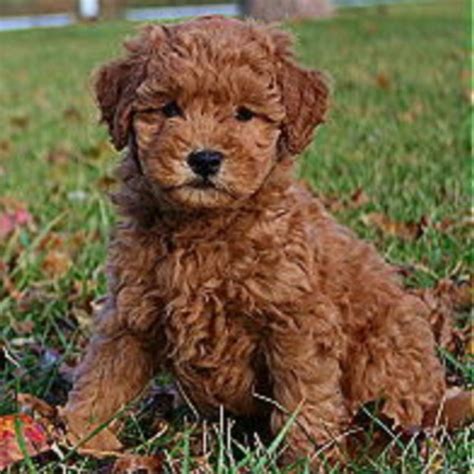 It's a miniature golden doodle! I'm in love! It looks like a teddy bear! | Goldendoodle puppy ...