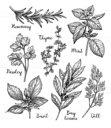 Herbs set. Ink sketch isolated on white background. Hand drawn vector... | Plant sketches, Ink ...