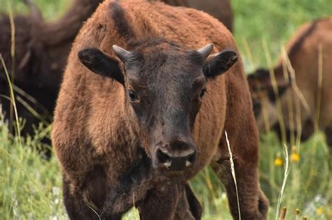 Premium Photo | Adorable baby bison calf standing in a field during the ...