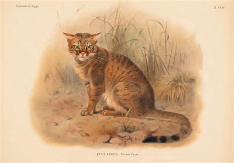 How Cats Evolved from the Savanna to Your Sofa | Sci.News