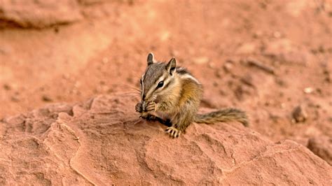 Wallpaper : park, squirrel, wildlife, canyon, rodent, chipmunk ...