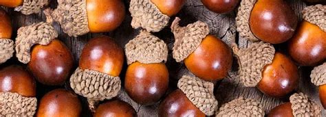 Benefits of Acorns And Its Side Effects | Lybrate