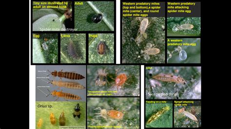 So many spider mites! | Extension Entomology