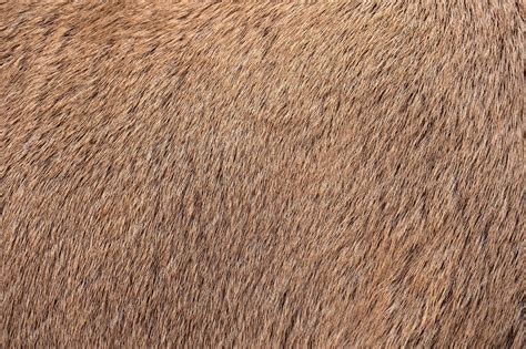 Premium Photo | Real deer skin nature animal body patterns closeup ...