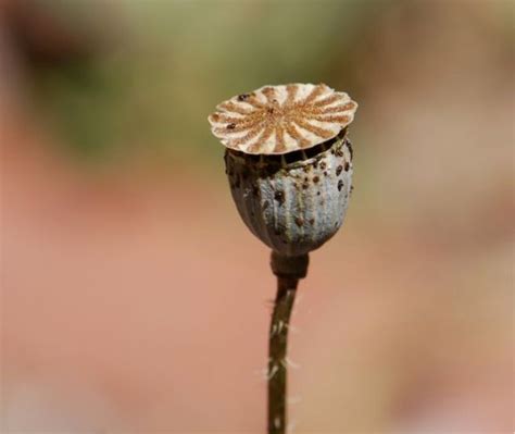 Seed of the Week: Oriental Poppies – Growing With Science Blog