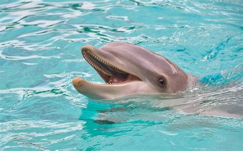 Actualités | Pendant le confinement, un bébé dauphin est né dans le parc Marineland d'Antibes ...