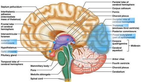 mammillary body Gallery