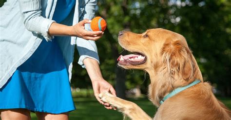 The 10 Best Aggressive Dog Trainers Near Me (with Free Estimates)