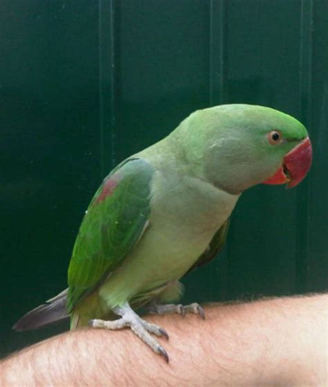 Talking Parrots Melbourne | Plenty of Baby Parrots in Stock