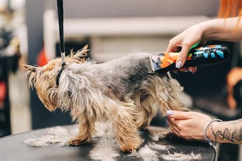 Premium Photo | Grooming a dog in a grooming salon Animal care