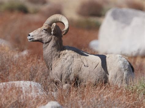 Mid Sierra Musings: Endangered Sierra Nevada Bighorn Sheep 2021