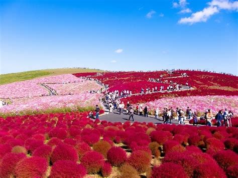 Hitachi Seaside Park, Japan | Tech and Facts