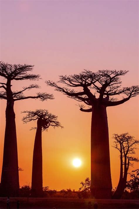 F&O Fabforgottennobility | Beautiful nature, Sunset, African tree