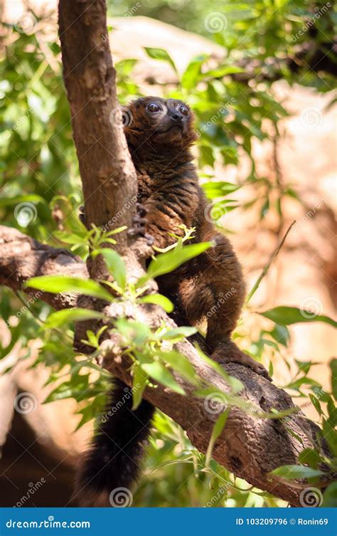 Red madagascar lemur stock photo. Image of cute, outdoor - 103209796