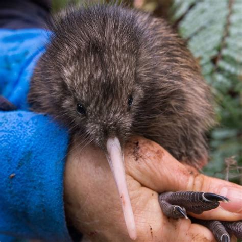 Photo of the week: North Island brown kiwi chick | Conservation blog Conservation blog