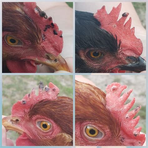 Fowl Pox Treatment & Prevention - Beach Homestead Co