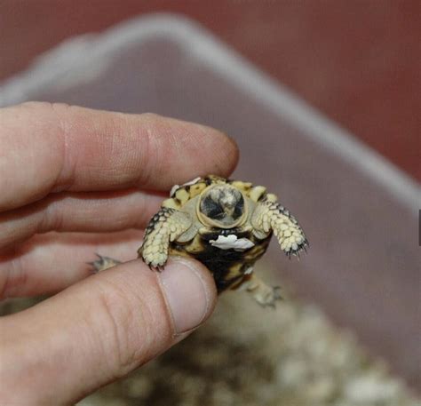 Worlds Smallest Turtle Species