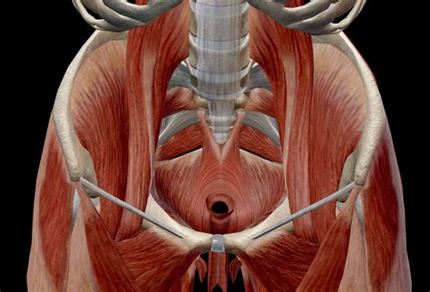 Anatomia Del Piso Pelvico