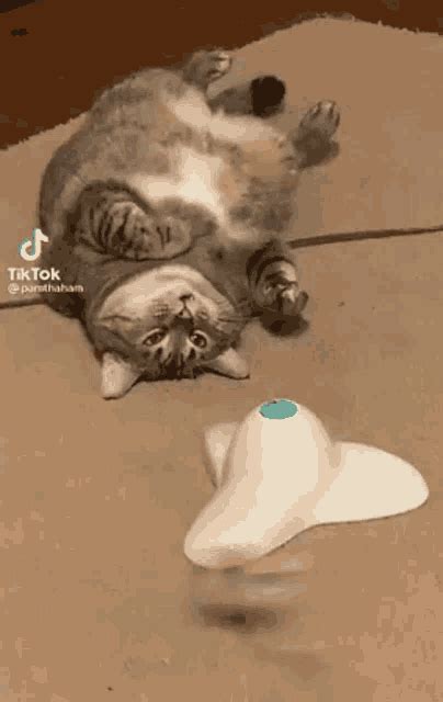 Lazy Cat GIF – Lazy Cat Inactive – Ищите GIF-файлы и обменивайтесь ими