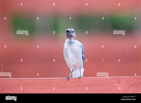 Bald-headed Blue Jay Stock Photo - Alamy