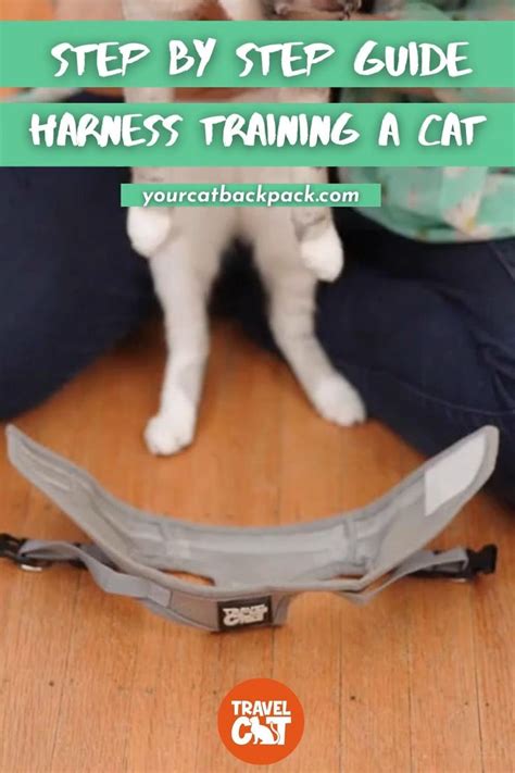 All the Tips & Best Practices You Need to Get Your Cat a Harness ...