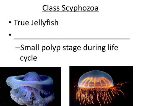 PPT - Phylum Cnidaria PowerPoint Presentation, free download - ID:3096207