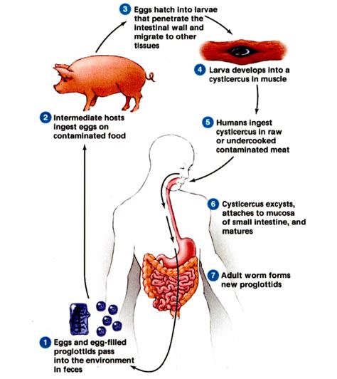 56 Amazing Life Cycle Of A Tapeworm Quizlet - insectza