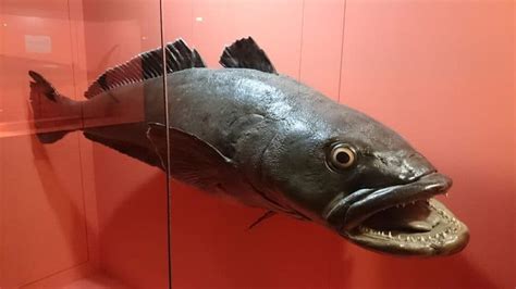 Patagonian Toothfish or Chilean Sea Bass: Everything You Need To Know About Dissostichus ...