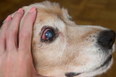 Cataracts in Dogs | VCA Animal Hospital | VCA Animal Hospitals