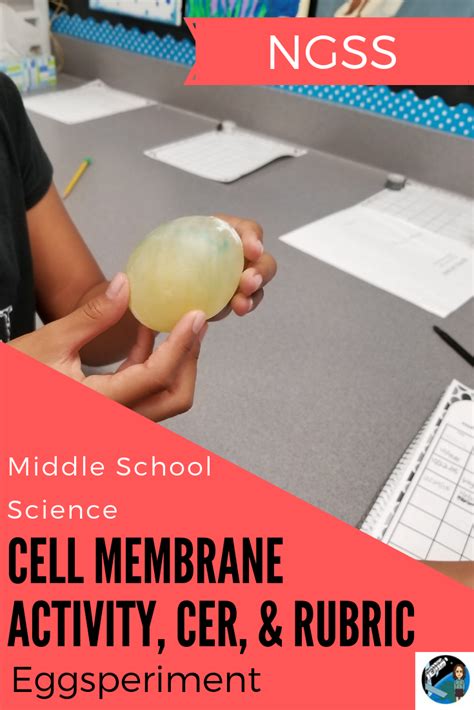 Middle school science cell membrane modeling with a raw egg. Students ...