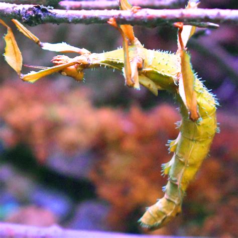 Giant Prickly Stick Insect | Akron Zoo