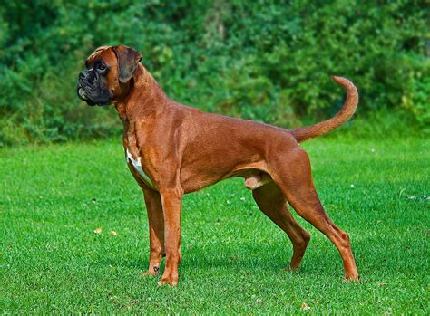 Boxer (dog) - Wikipedia