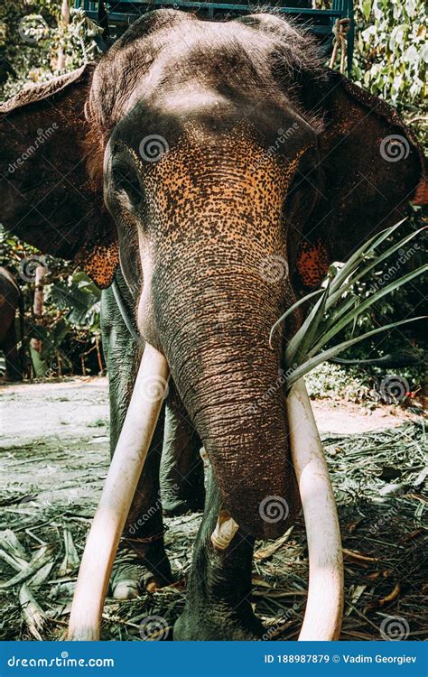 Closeup Elephant in Asian Jungle. Stock Image - Image of safari, herbivore: 188987879