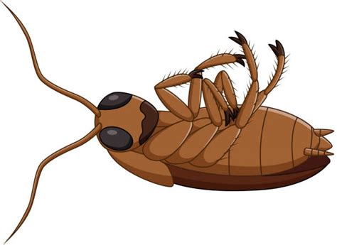 350+ Dead Roach Stock Illustrations, Royalty-Free Vector Graphics & Clip Art - iStock