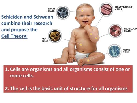 PPT - 7 th Microscopy and the Development of Cell Theory PowerPoint Presentation - ID:1924390