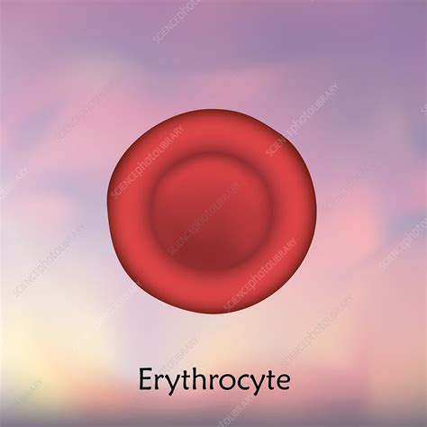 Erythrocyte red blood cell, illustration - Stock Image - F022/1746 ...