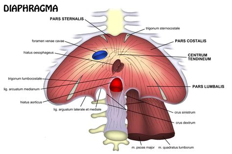 File:Diaphragma.jpg