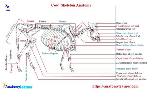 Cow Anatomy - External Body Parts and Internal Organs with Labeled Diagram » AnatomyLearner ...