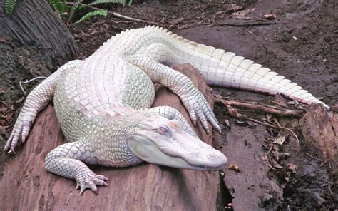 Legenda Dan Mitos Kisah Buaya Putih Di Nusantara - Raja Lepak