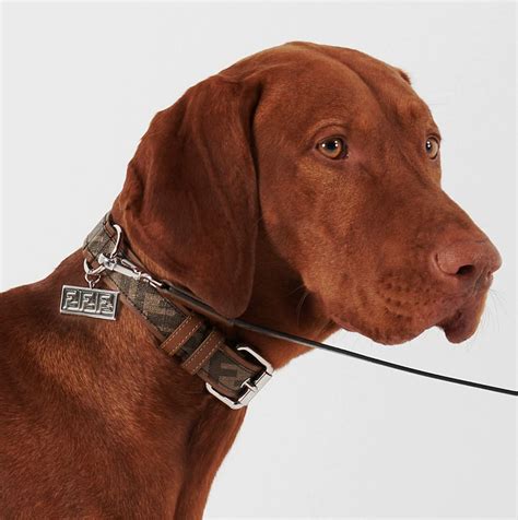 14 Luxury Dog Collars By High-End Brands That Might Surprise You ...