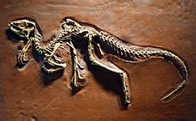 Heterodontosauridae - Wikipedia