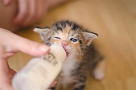 Weaning Kittens: When & How To Wean Them | Dutch